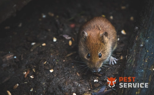 Дератизация в Каменске-Уральском